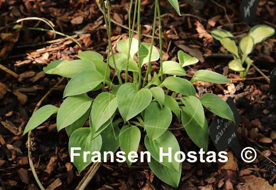 Hosta Little Miss Muffet